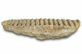 Fossil Hadrosaur (Brachylophosaurus?) Jaw Section - Montana #288080-2